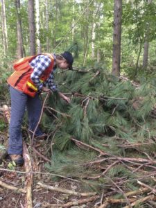 Collecting red pine cones amongst logging slash. Photo by Melissa Spearing.